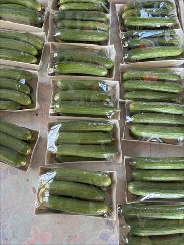 小黃瓜(花胡瓜) 產品圖片（圖片編號 1026473）