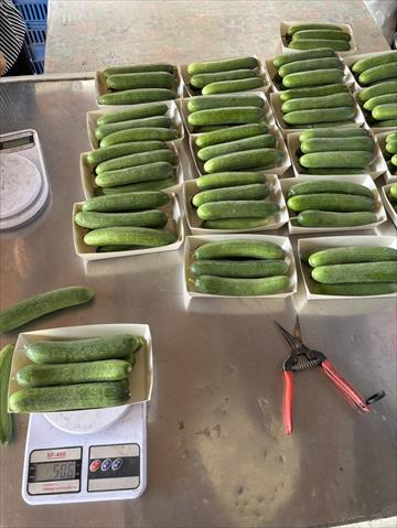 小黃瓜(花胡瓜) 產品圖片（圖片編號 1026474）