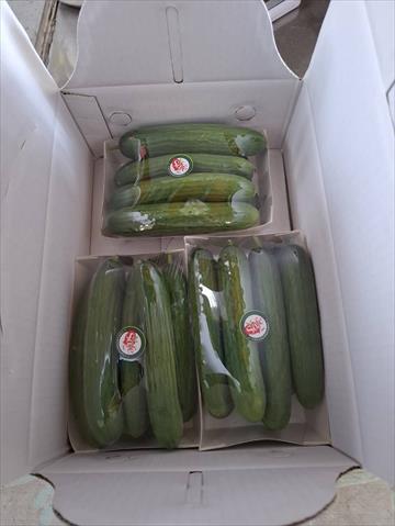 小黃瓜(花胡瓜) 產品圖片（圖片編號 1026475）