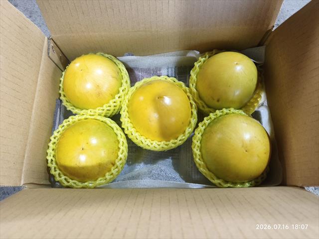酪梨 - 黃金果 產品圖片（圖片編號 1029489）