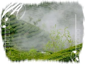 茶製品-茶 - 杉林溪高山烏龍 產品圖片（圖片編號 193391）