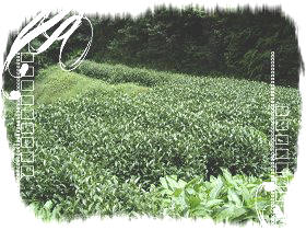 茶製品-茶 - 梨山高冷茶 產品圖片（圖片編號 193401）