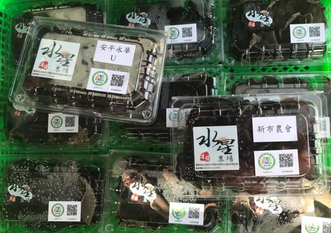 黑木耳(毛木耳) - 生鮮黑木耳 產品圖片（圖片編號 384027）