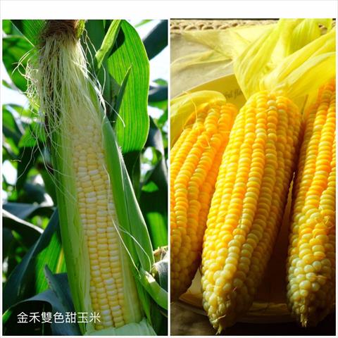食用玉米(含玉米筍) - 金禾雙色甜玉米 產品圖片（圖片編號 409318）