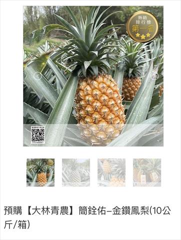 鳳梨 產品圖片（圖片編號 570159）