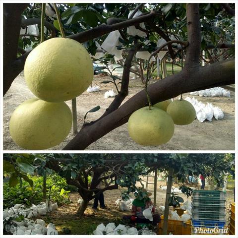 白柚 - 白柚 產品圖片（圖片編號 587716）
