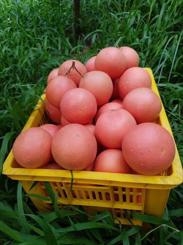 葡萄柚 - 紅寶石萄萄柚 產品圖片（圖片編號 588189）