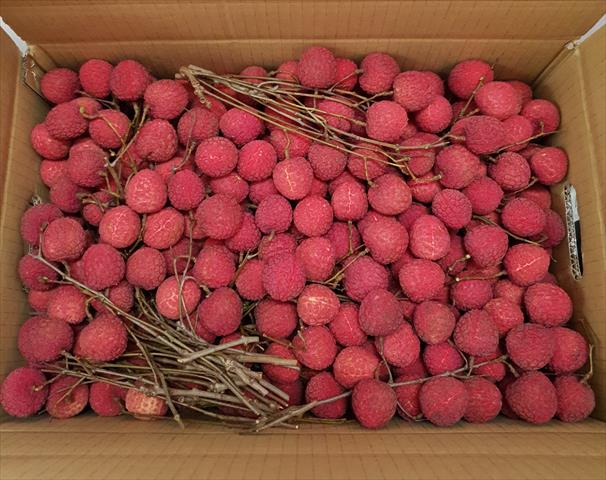 荔枝 產品圖片（圖片編號 588191）