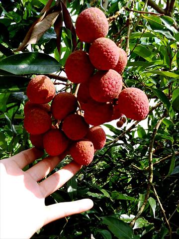 荔枝 產品圖片（圖片編號 588195）