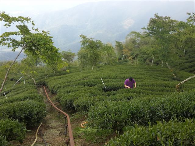 茶製品-茶 - 包裝 產品圖片（圖片編號 609306）