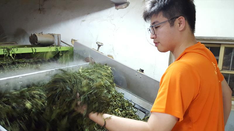 茶製品-茶 - 製茶 產品圖片（圖片編號 609307）