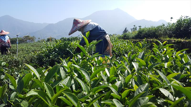 茶製品-茶 - 包裝 產品圖片（圖片編號 609308）