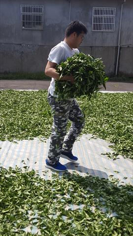 茶製品-茶 - 製茶 產品圖片（圖片編號 609310）