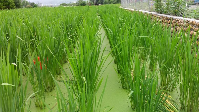 茭白筍 產品圖片（圖片編號 610512）