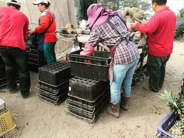 鳳梨 產品圖片（圖片編號 636400）