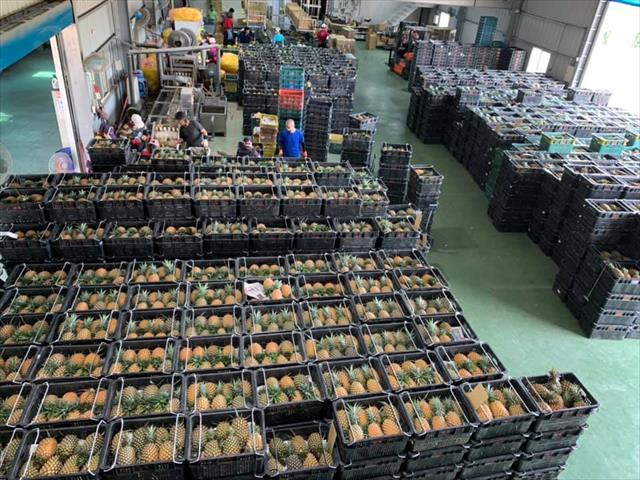 鳳梨 產品圖片（圖片編號 636401）