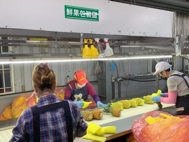 鳳梨 產品圖片（圖片編號 636403）