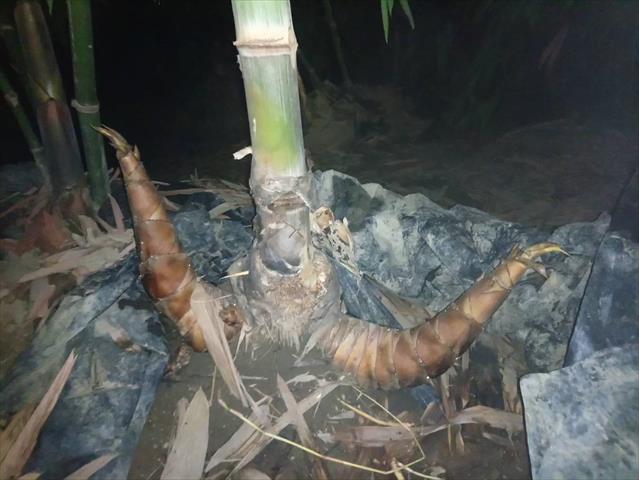 竹筍 產品圖片（圖片編號 644058）