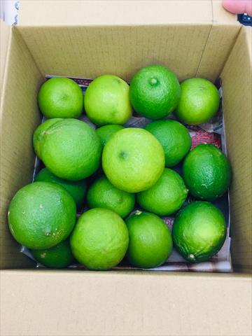 無子檸檬 - 紙箱五斤裝 產品圖片（圖片編號 647043）