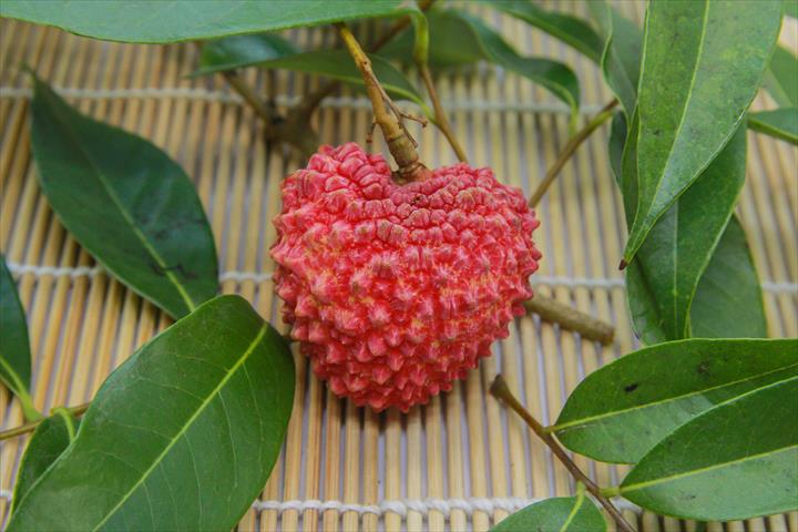 荔枝 - 大丁香荔枝 產品圖片（圖片編號 647158）