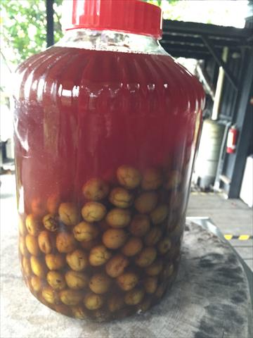 梅 產品圖片（圖片編號 662692）