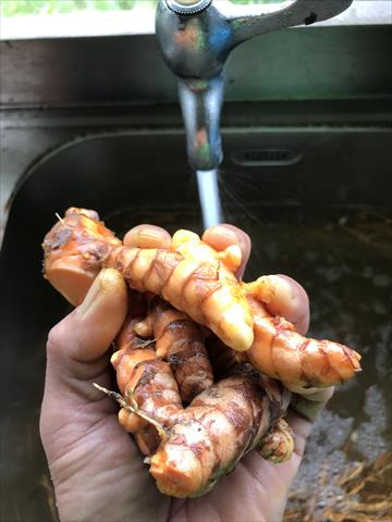 薑黃 - 黃薑黃 產品圖片（圖片編號 662697）