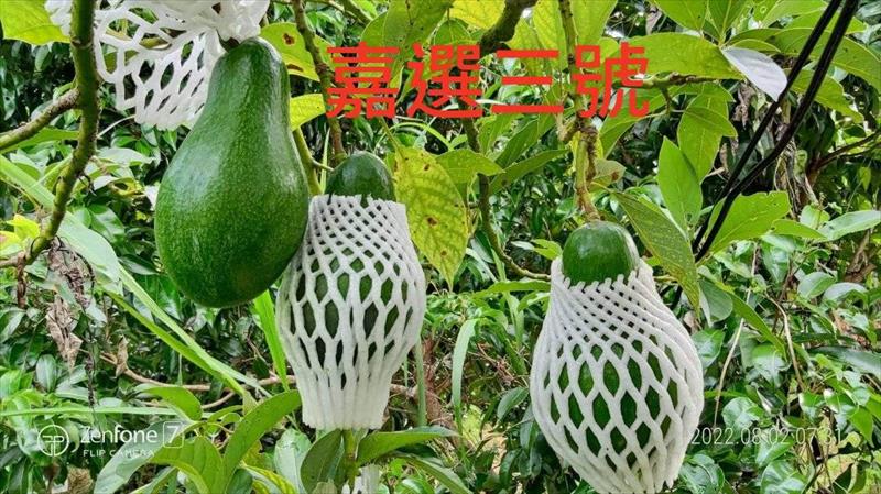 酪梨 產品圖片（圖片編號 663181）