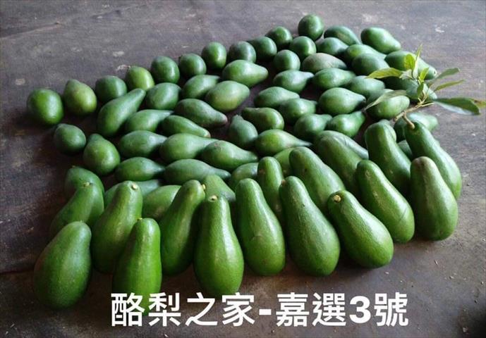 酪梨 產品圖片（圖片編號 663182）