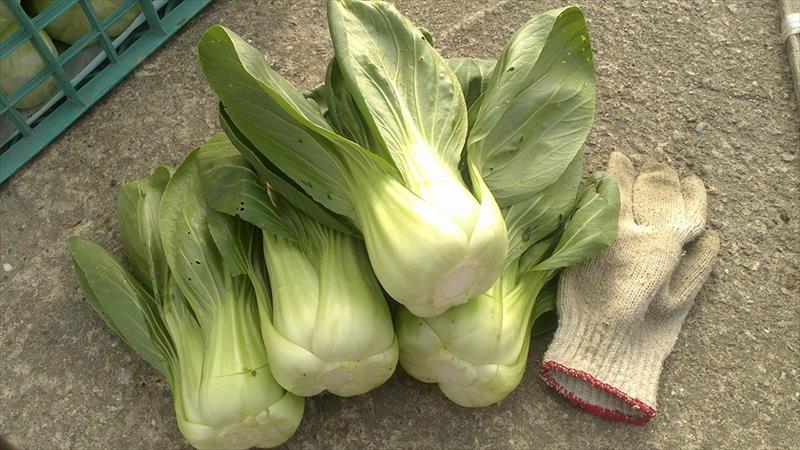 青江菜(青梗菜,青油菜) - 翠玉大青江~ 產品圖片（圖片編號 666431）