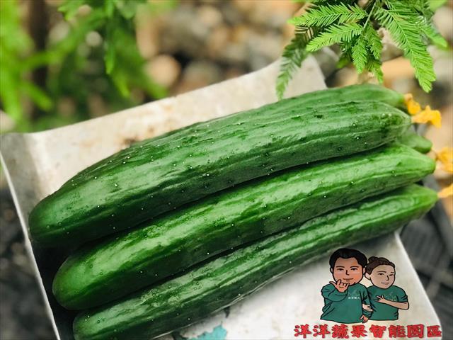 小黃瓜(花胡瓜) - 小黃瓜 產品圖片（圖片編號 681408）