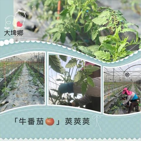 番茄(含小番茄) - 牛番茄 產品圖片（圖片編號 681409）