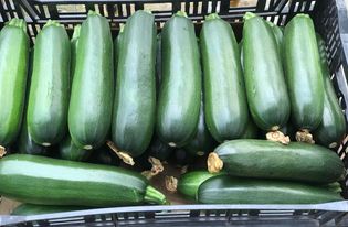 夏南瓜 - 夏南瓜 產品圖片（圖片編號 681412）