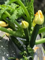 夏南瓜 - 夏南瓜 產品圖片（圖片編號 681413）