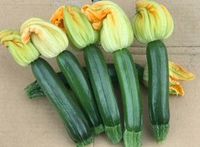 夏南瓜 - 夏南瓜 產品圖片（圖片編號 681414）