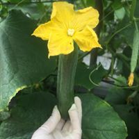小黃瓜(花胡瓜) - 小黃瓜 產品圖片（圖片編號 681419）