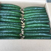 小黃瓜(花胡瓜) - 小黃瓜 產品圖片（圖片編號 681420）