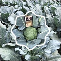 花椰菜 - 青花苔 產品圖片（圖片編號 681422）