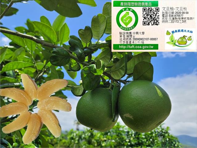 茶製品-茶 - 賴桑嚴選文旦柚 產品圖片（圖片編號 682131）