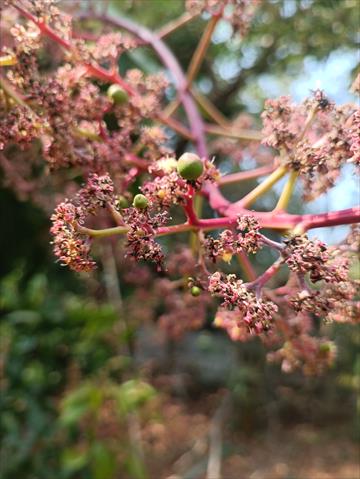 芒果 產品圖片（圖片編號 684804）