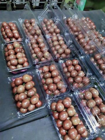 番茄(含小番茄) 產品圖片（圖片編號 691826）
