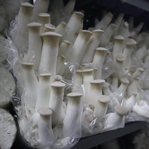 杏鮑菇 產品圖片（圖片編號 696644）
