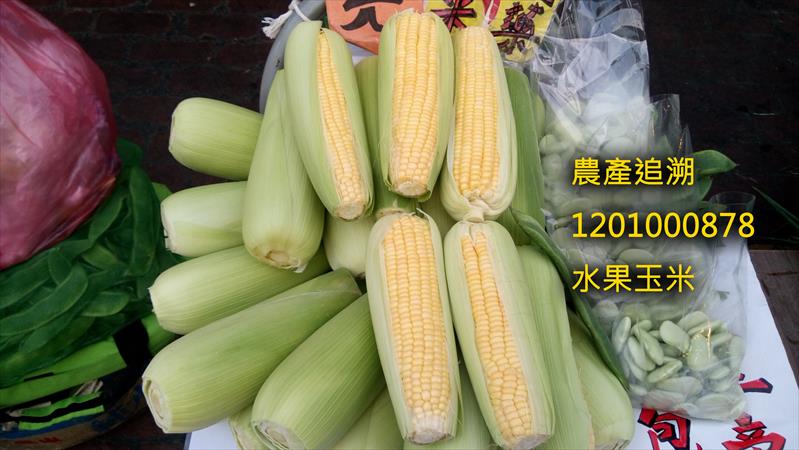 食用玉米(含玉米筍) - 全黃水果玉米 產品圖片（圖片編號 706558）