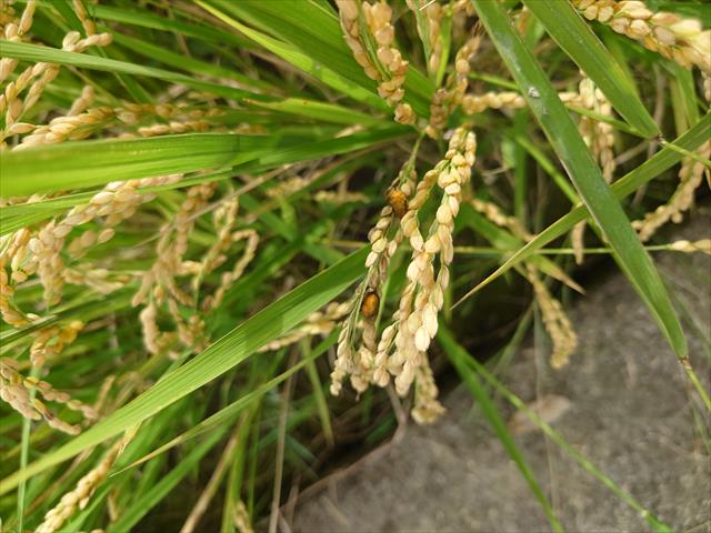 稉糯稻(白米) 產品圖片（圖片編號 715204）