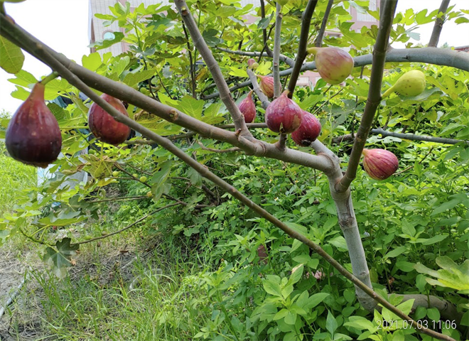 無花果(美蓉果) - 波姬紅 產品圖片（圖片編號 726678）