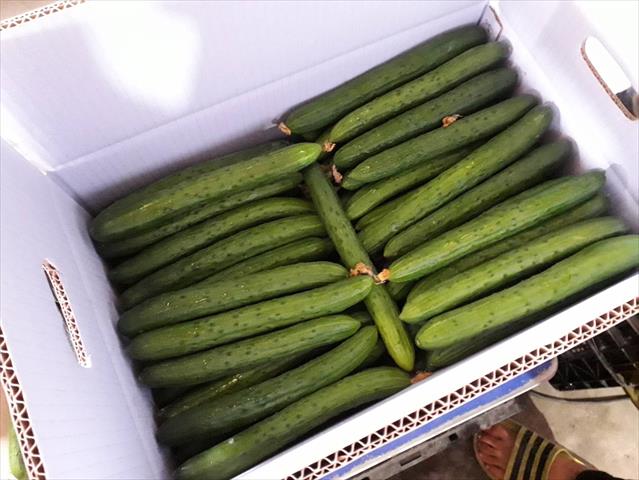 小黃瓜(花胡瓜) - 特 產品圖片（圖片編號 733876）
