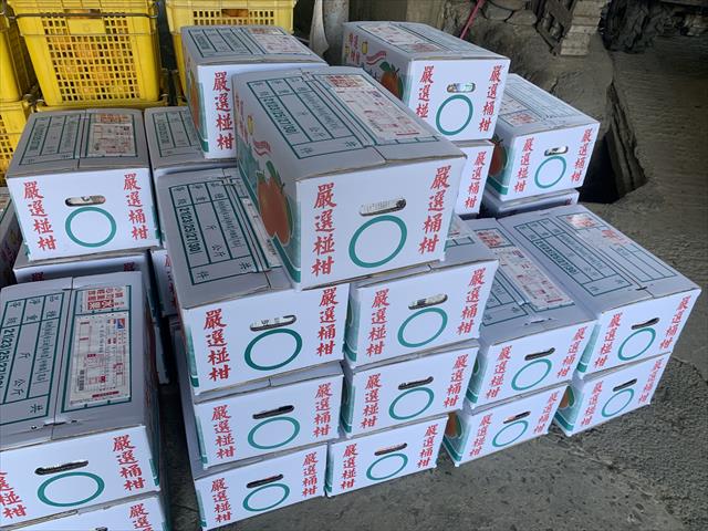 桶柑 產品圖片（圖片編號 736871）