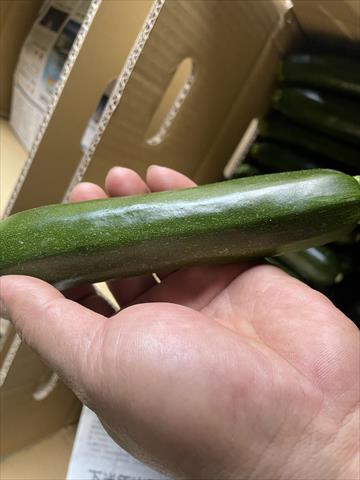 節瓜 產品圖片（圖片編號 738253）