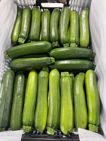 節瓜 產品圖片（圖片編號 738254）