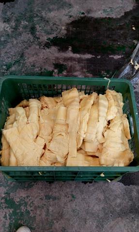 竹筍 產品圖片（圖片編號 744808）