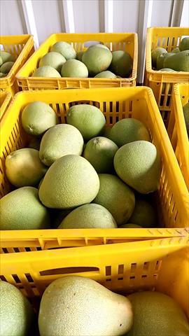 柚子 產品圖片（圖片編號 746357）